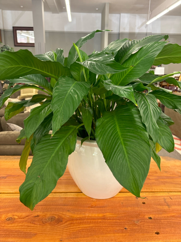 3-Gallon Peace Lily