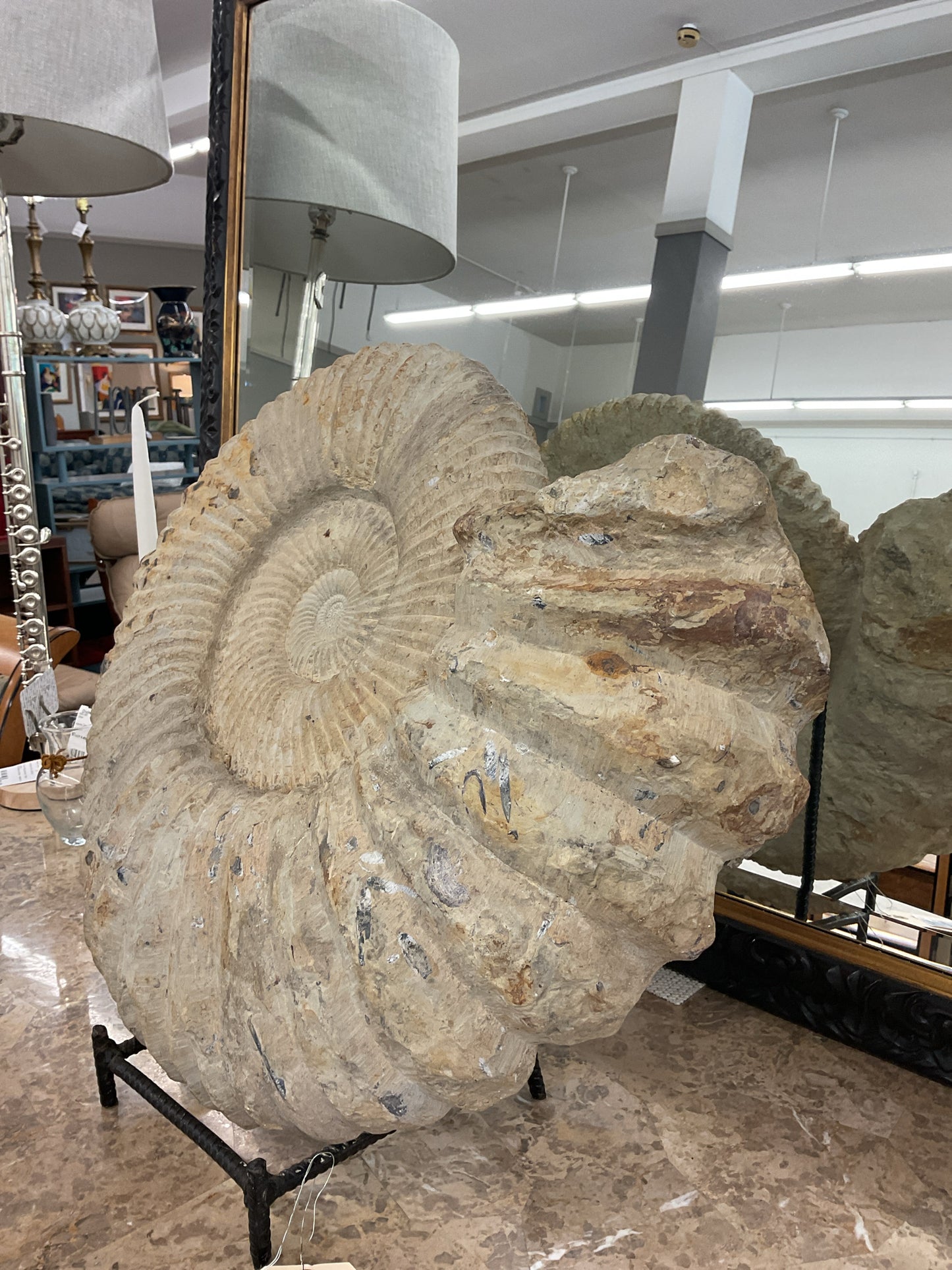Large Fossil 22" Madagascar Jurassic Era 200 Million Years Old