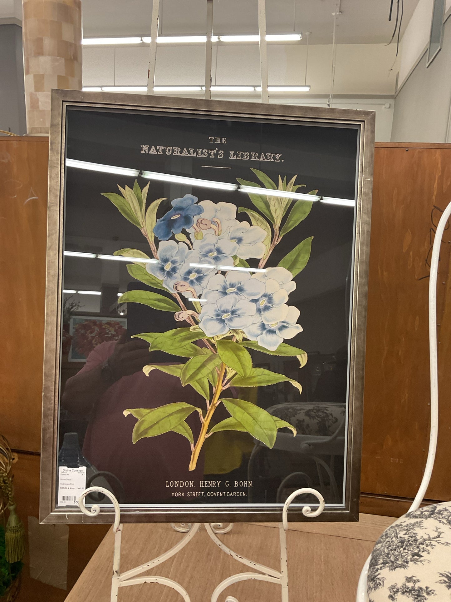 Hydrangea Print