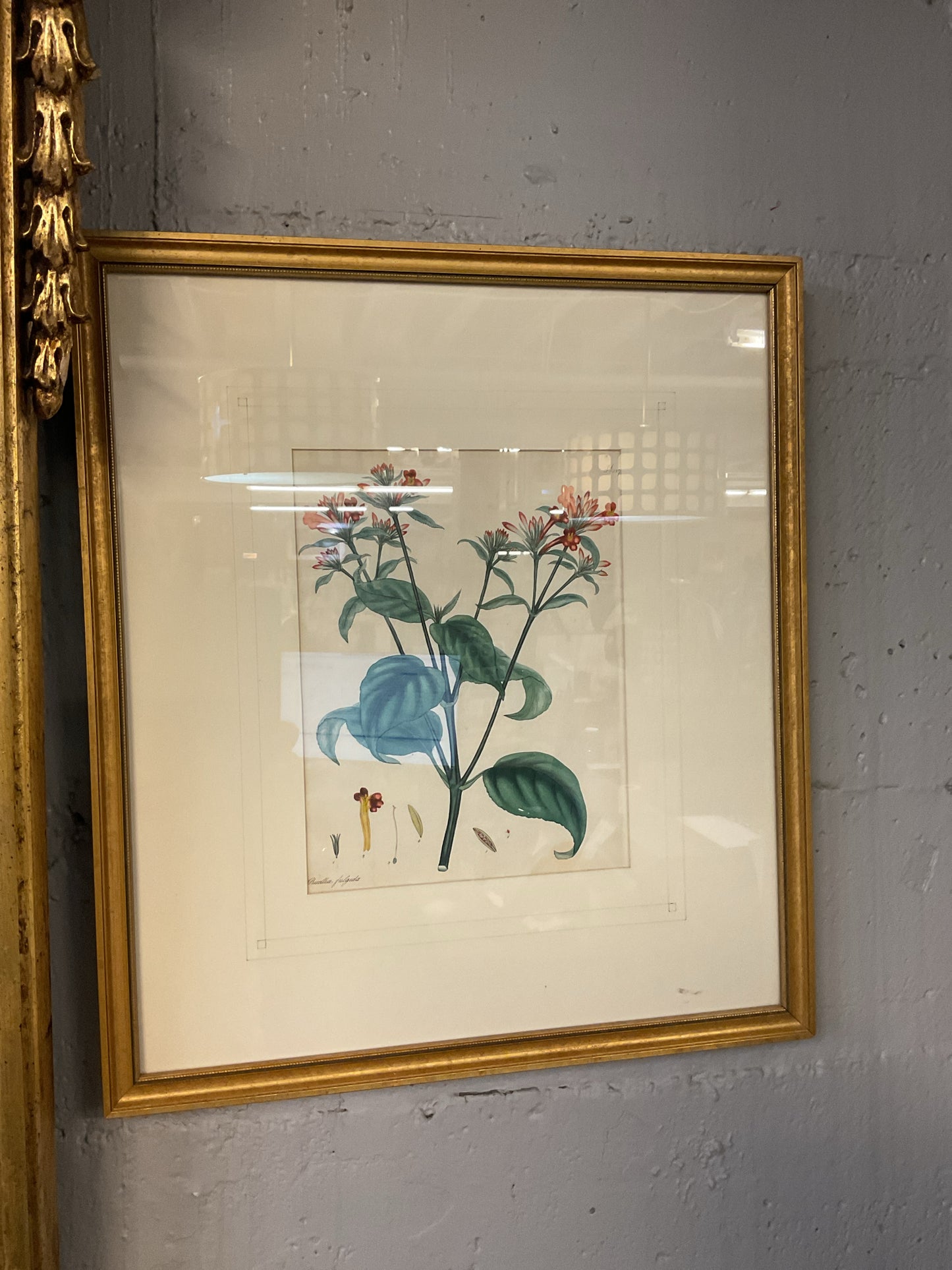 Botanical Print "Ruellia Fulgida"