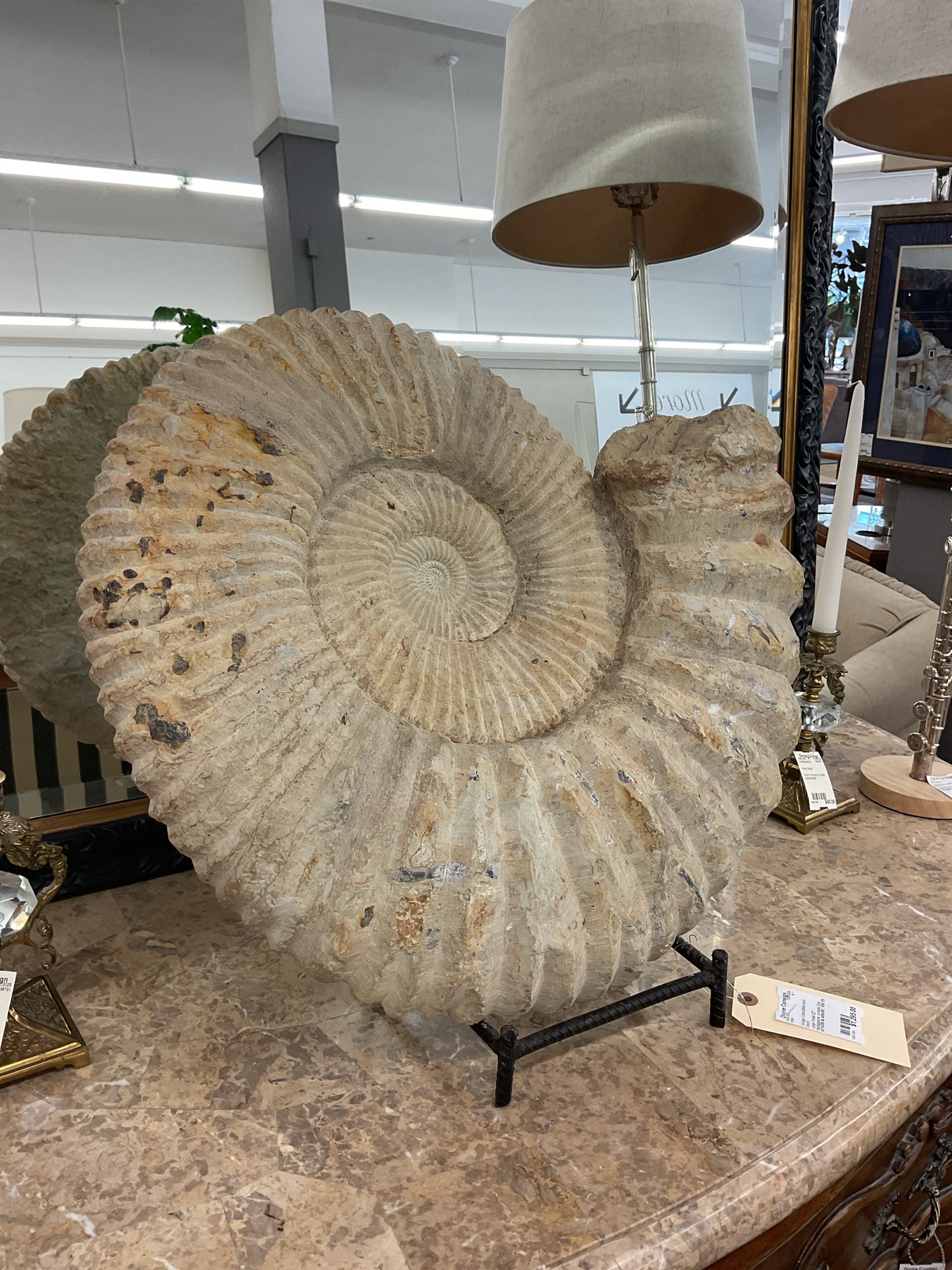 Large Fossil 22" Madagascar Jurassic Era 200 Million Years Old