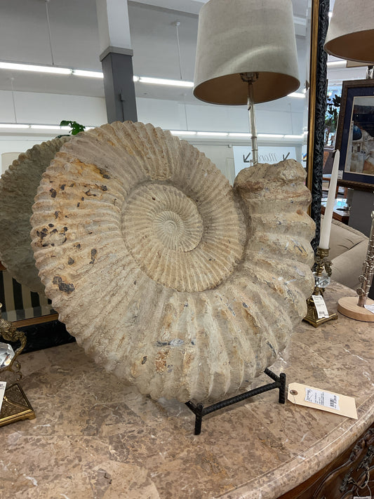 Large Fossil 22" Madagascar Jurassic Era 200 Million Years Old