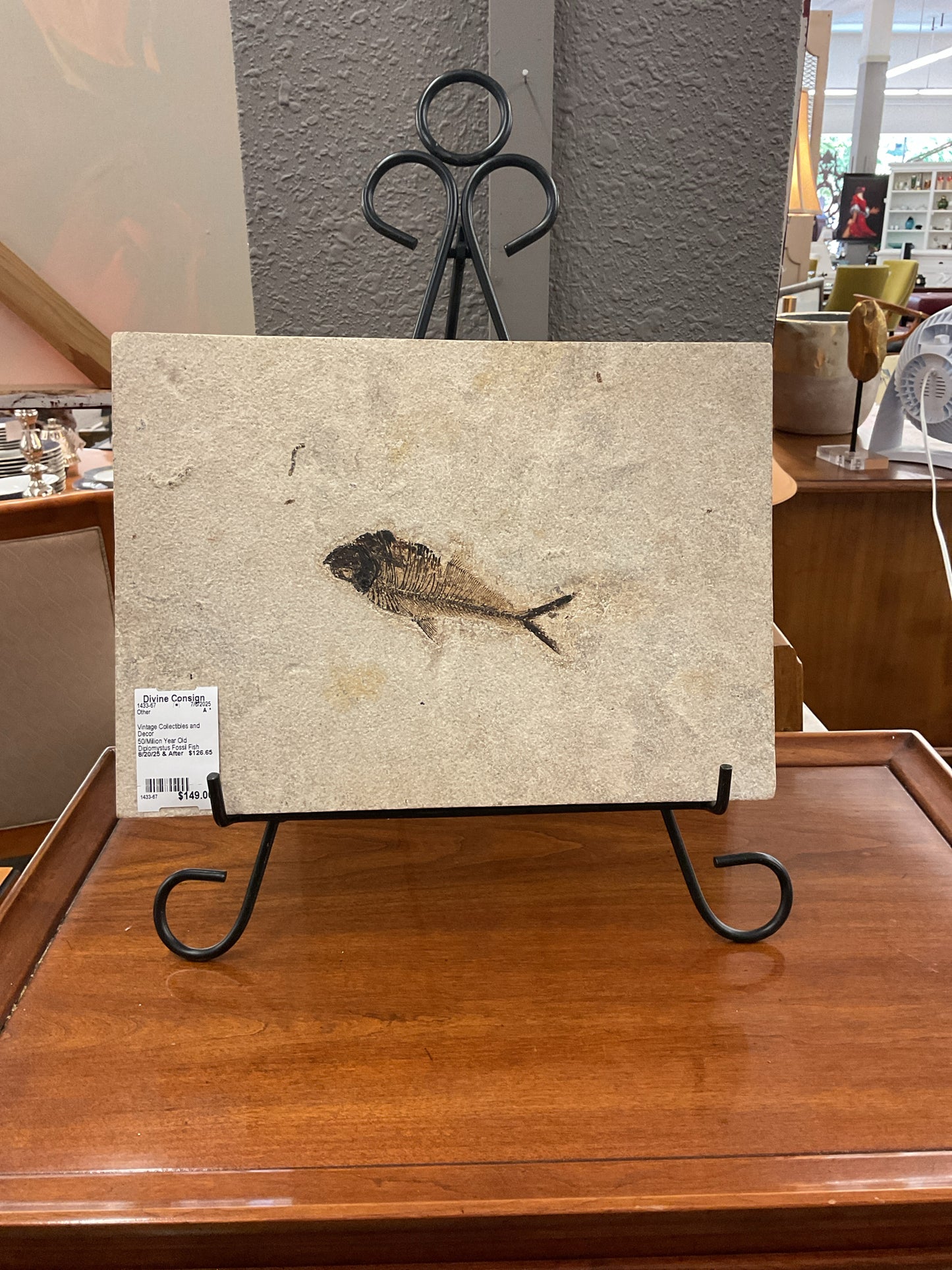 50/Million Year Old Diplomystus Fossil Fish
