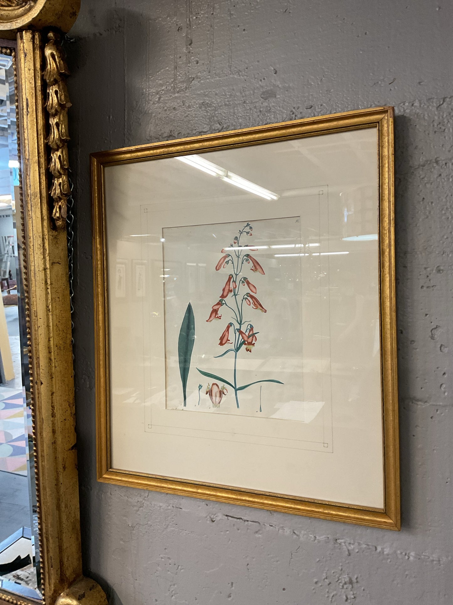 Botanical Print "Chelone Ruellioides"